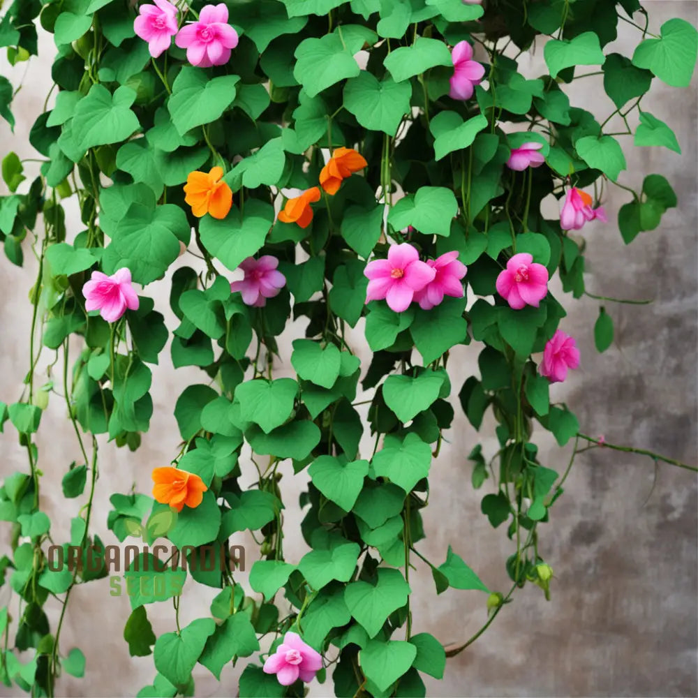 Premium Climbing Flower Seeds for Strong Vine Growth