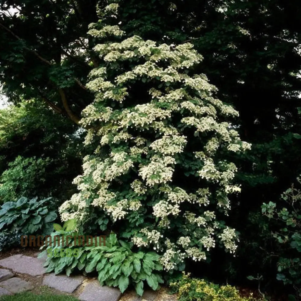 Climbing hydrangea flower seeds for vertical garden blooms