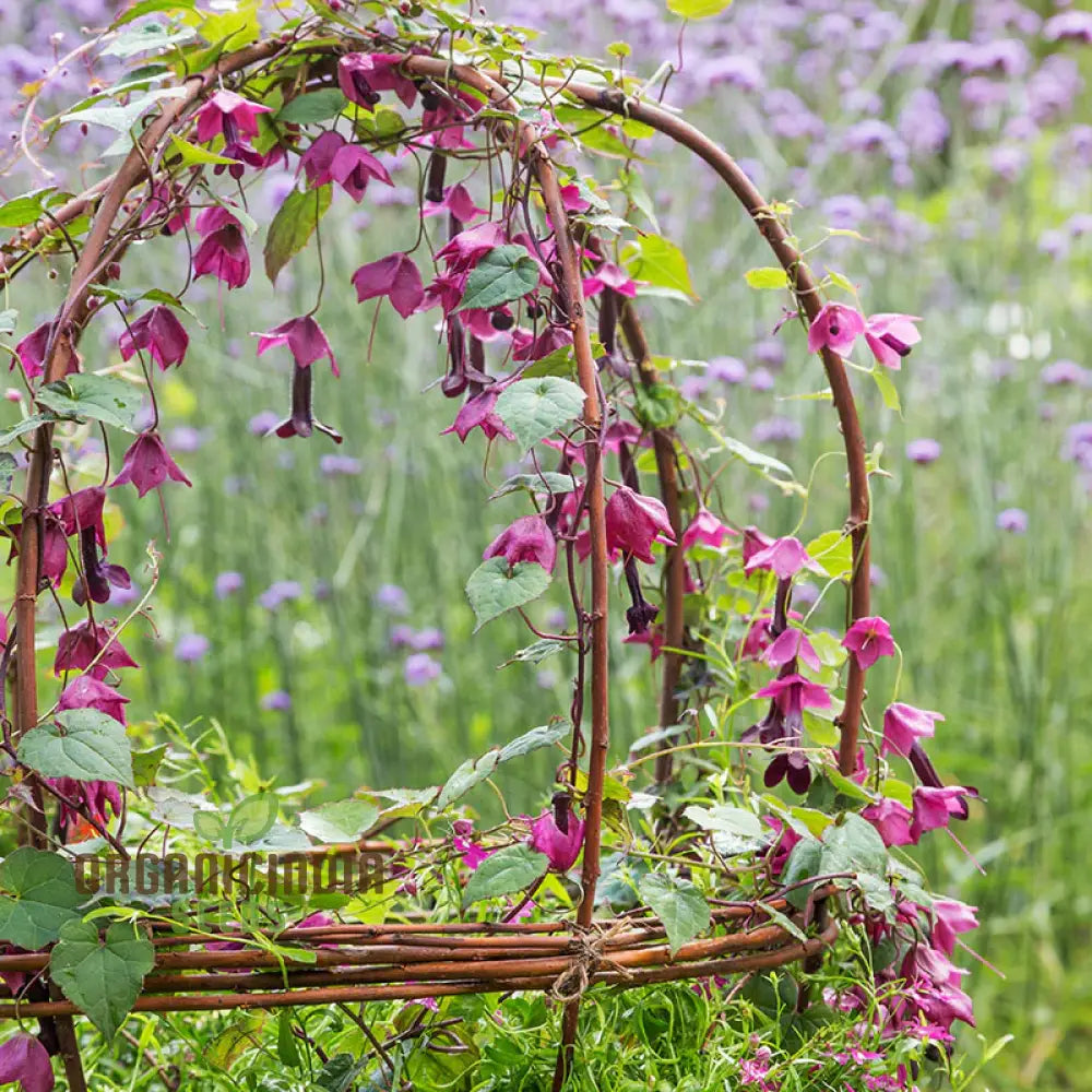 Climbing purple bells seeds for trellises and arches