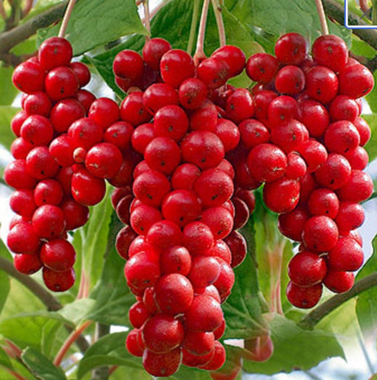 Climbing red berry vine seeds for trellises and fences
