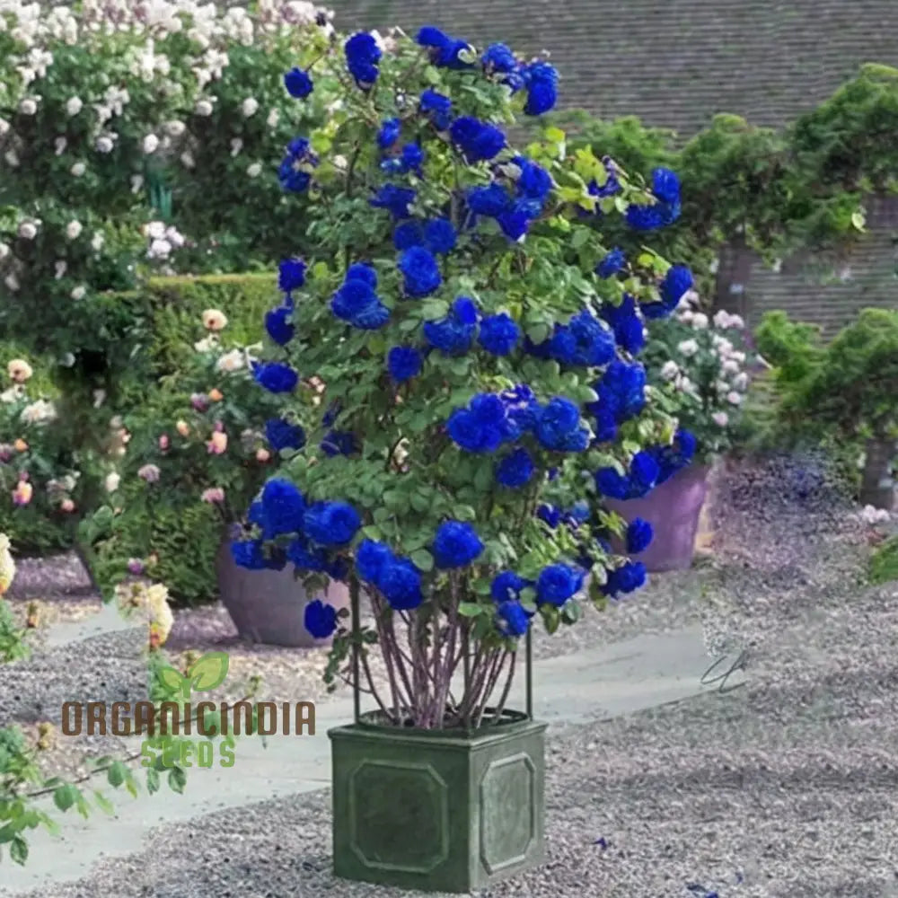 Climbing rose seeds blue variety for vertical garden spaces