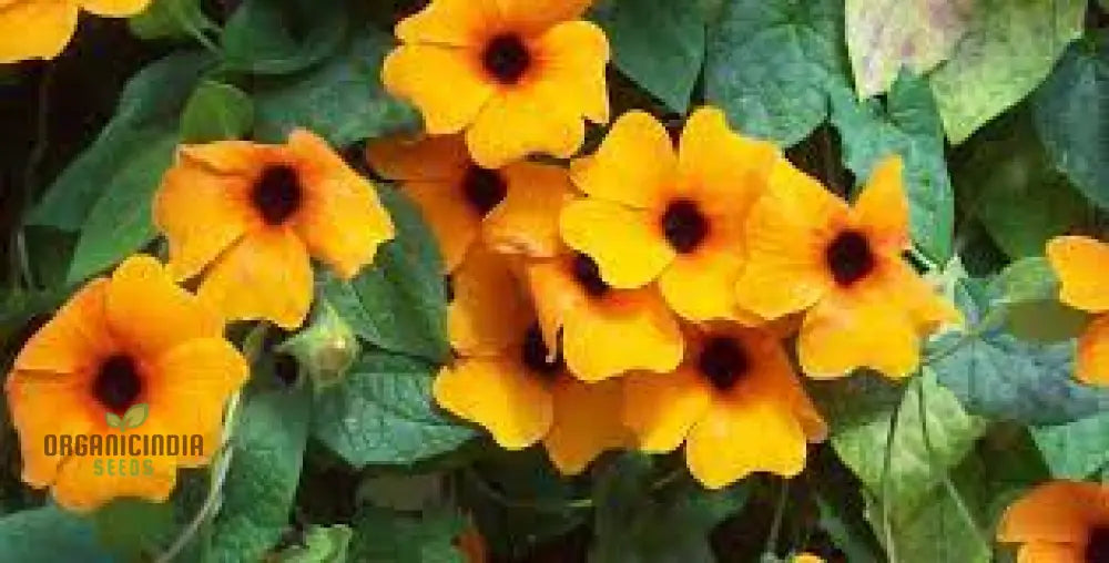 Climbing Thunbergia seeds for trellises and fences