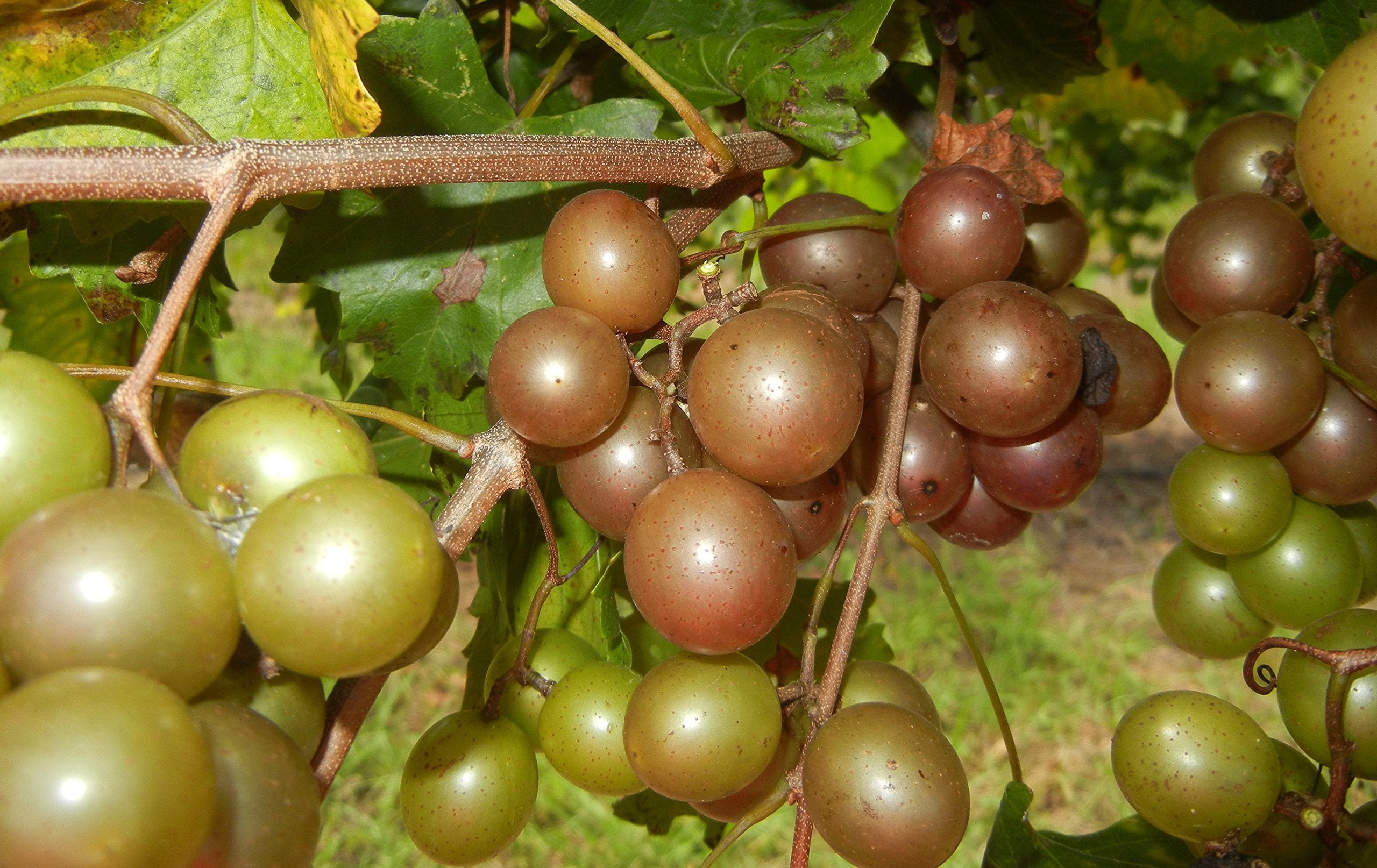 Climbing Scuppernong grape vine seeds ideal for trellises and arbors