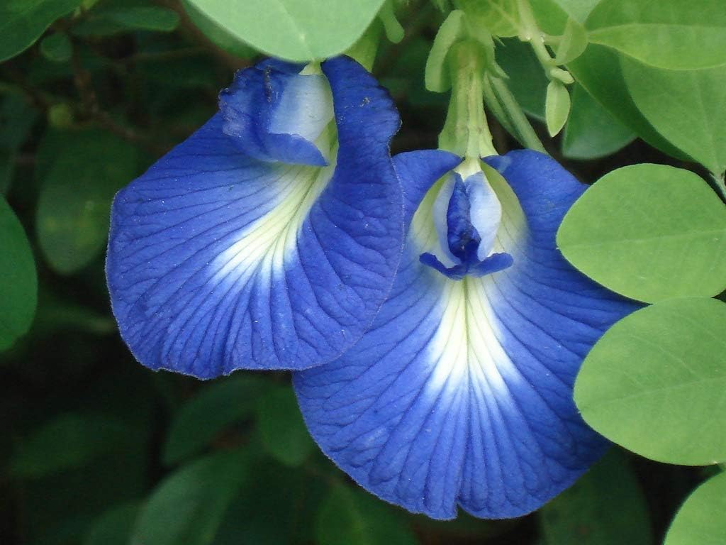 Clitoria Ternatea Seeds for Colorful Mixed Blooms in Landscapes
