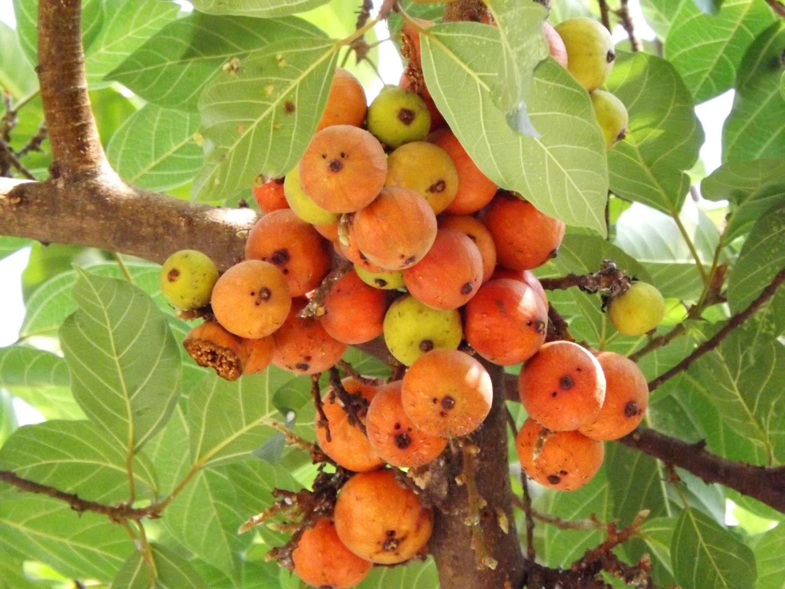 Close-Up of Red Cluster Fig Fruits
