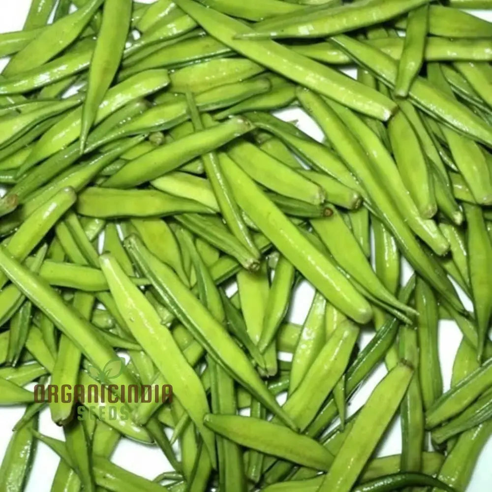 Healthy Cluster Beans Plant from Seeds, High-Yield Garden Vegetable