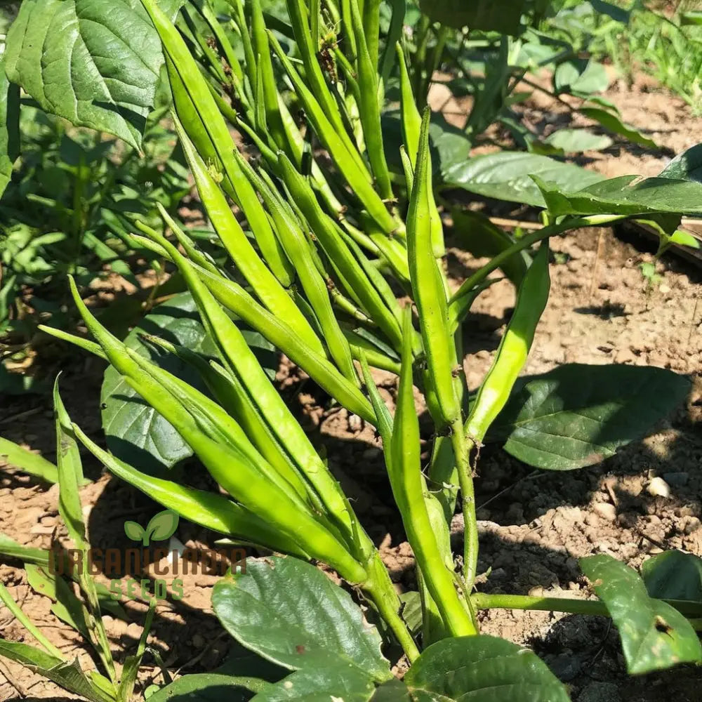 Tender Cluster Beans Pods from Seeds, Edible Homegrown Vegetable