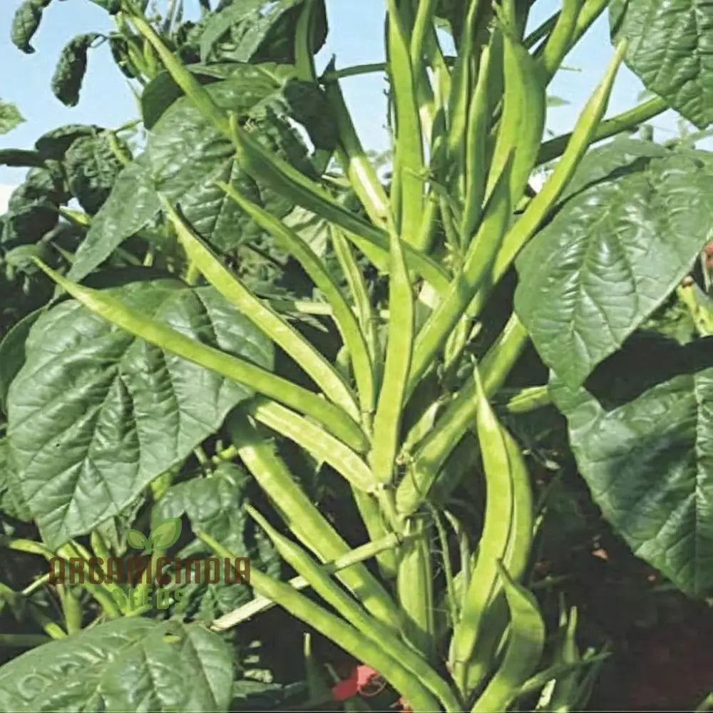 Cluster Beans Seeds for Planting, Non-GMO High-Yield Vegetable Seeds
