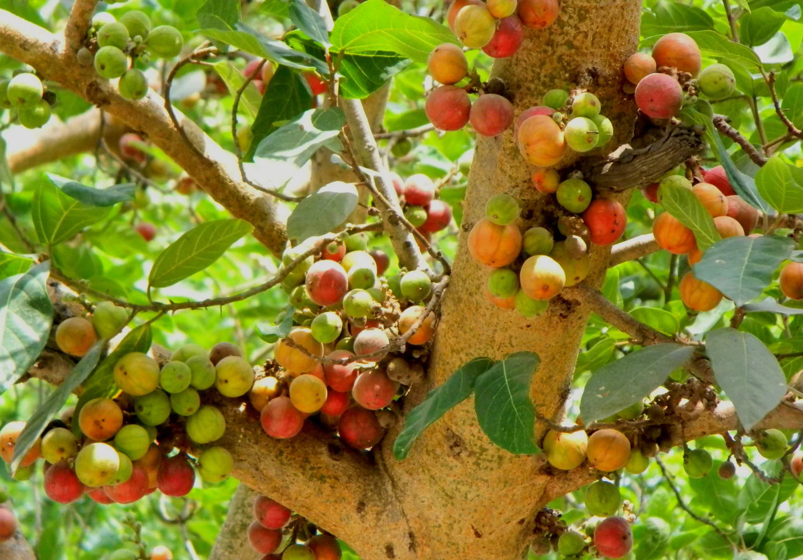 Cluster Fig Fruits Growing Along Tree Trunk