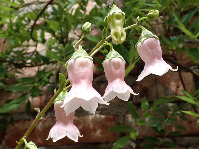 Coastal Azorina Seeds Ideal for Mild Climate Gardening