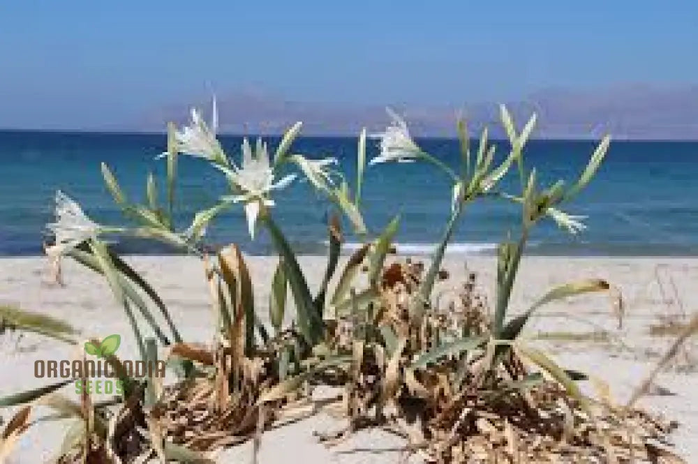 Coastal garden sea daffodil seeds for warm climates