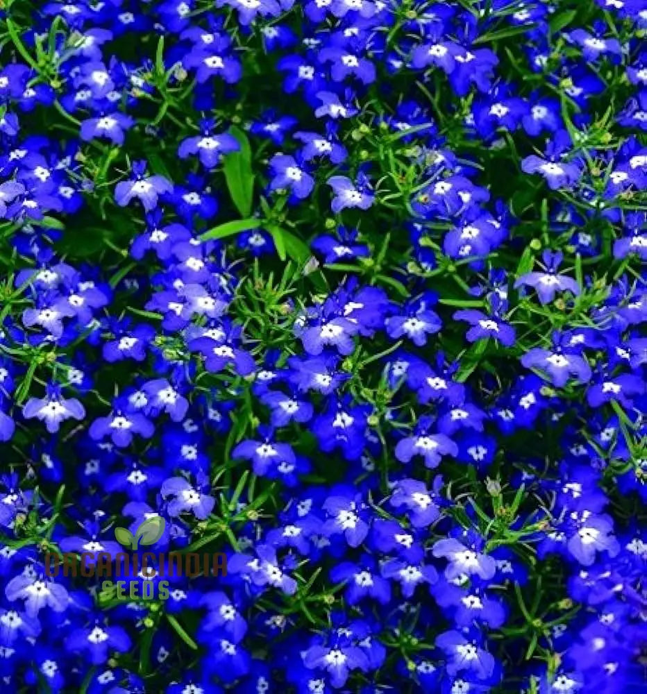 Cobalt blue lobelia seeds vibrant blue flower seeds for gardening