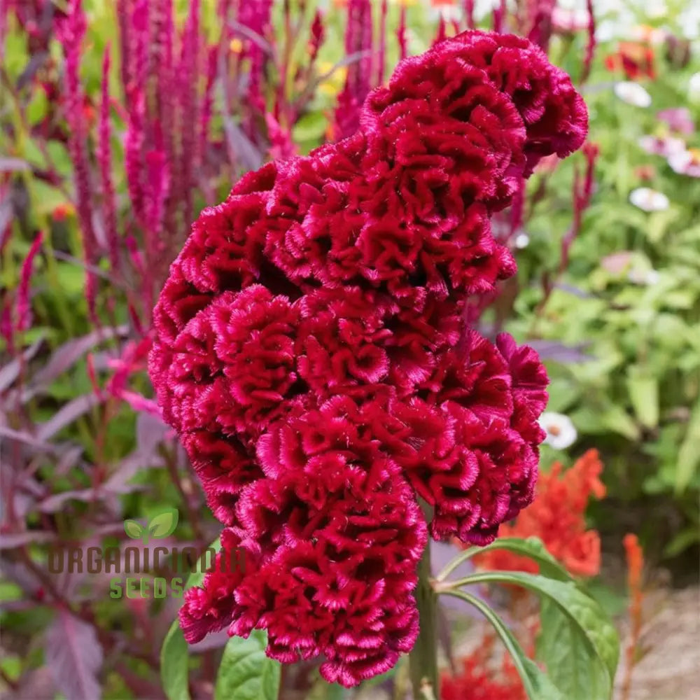 Cockscomb Red Flower Seeds - Striking Blooms For Bold And Vibrant Garden Displays