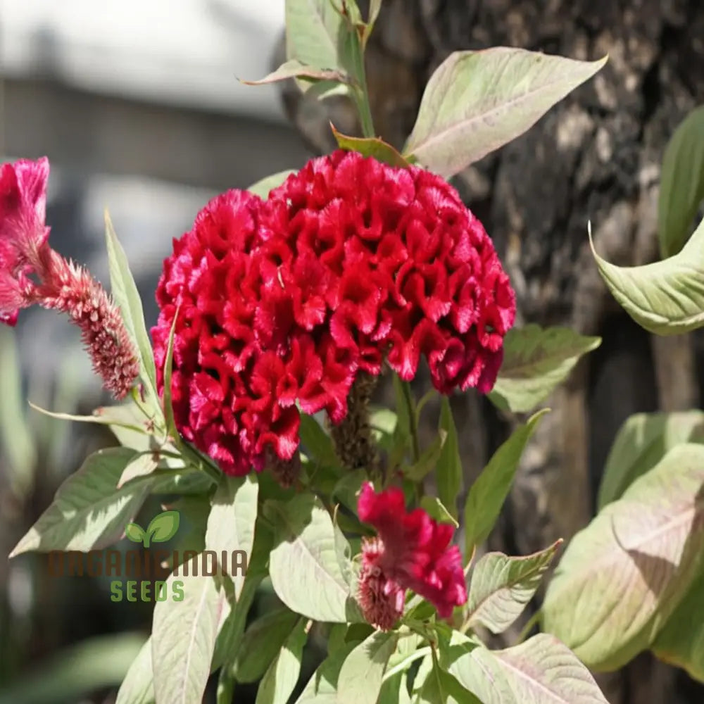 Cockscomb Red Flower Seeds - Striking Blooms For Bold And Vibrant Garden Displays