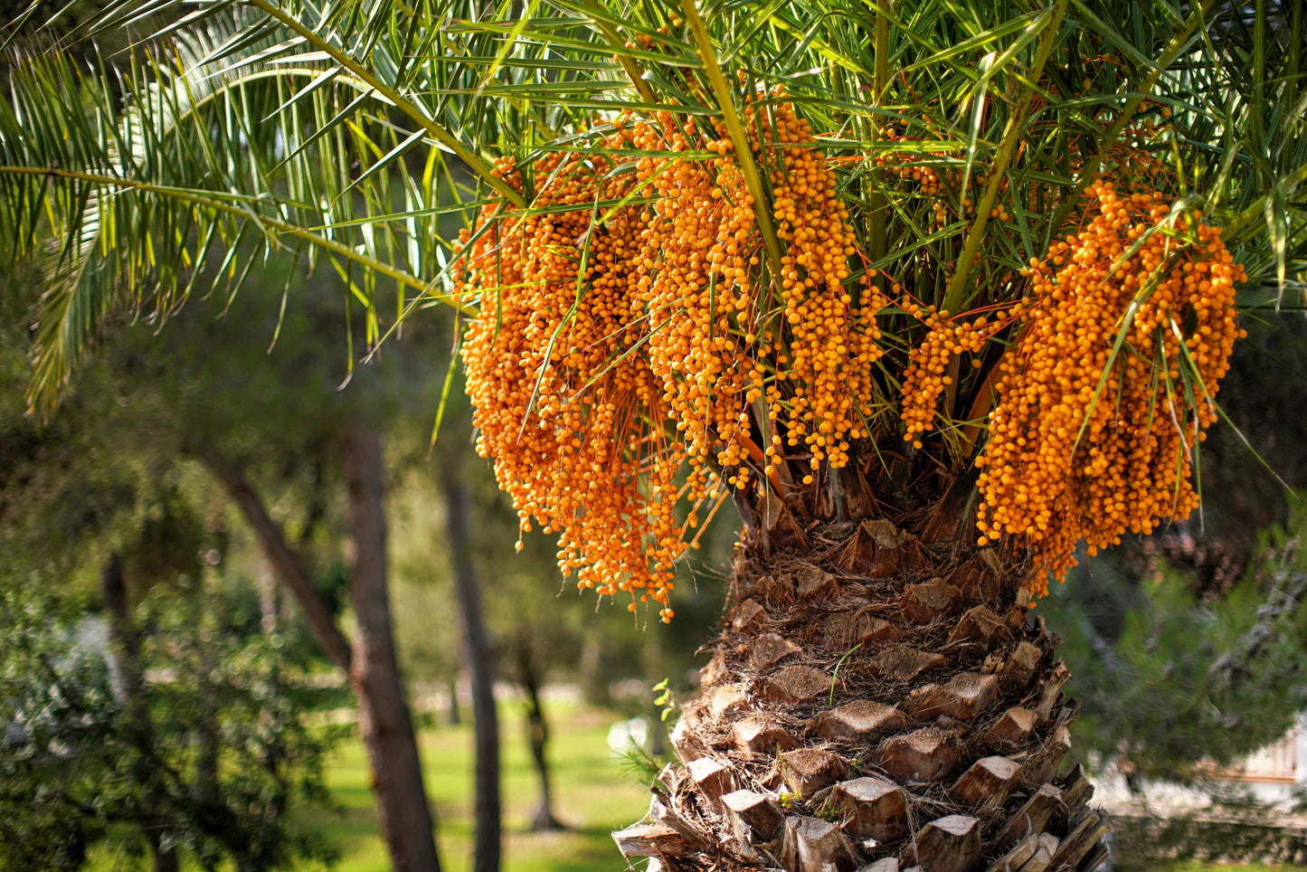 Sweet Orange Fruits from Mature Coco Palm (Jelly Palm)