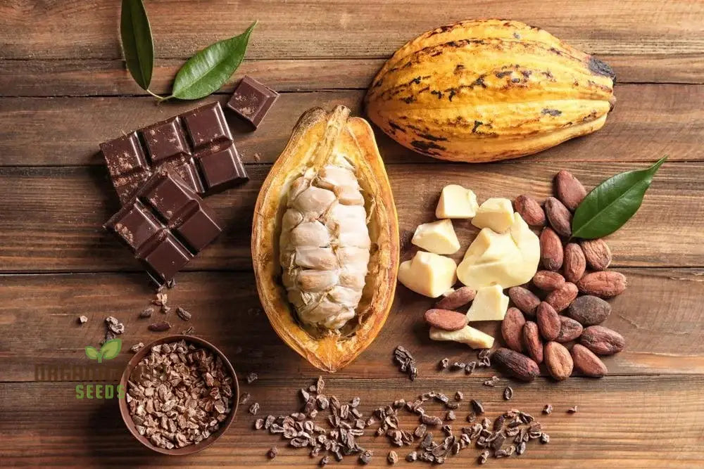High Germination Cocoa Seeds for Gardeners