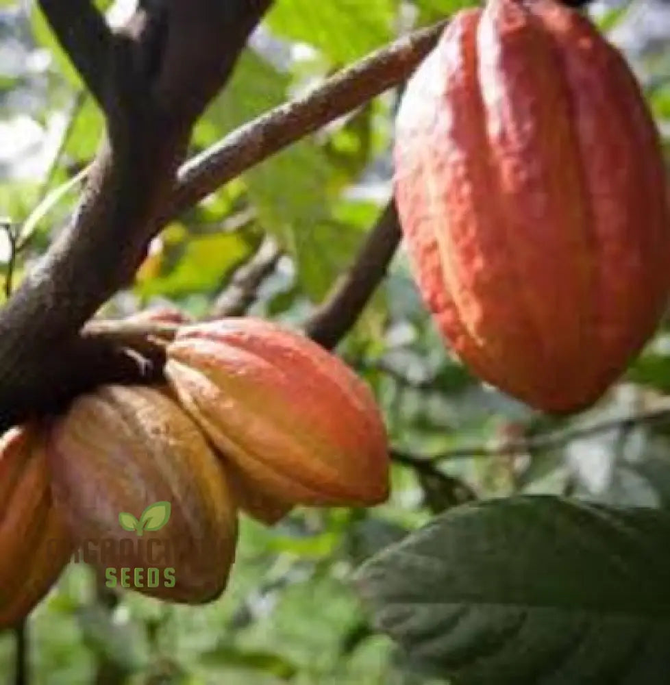 Premium Quality Cocoa Seeds for Home Gardening