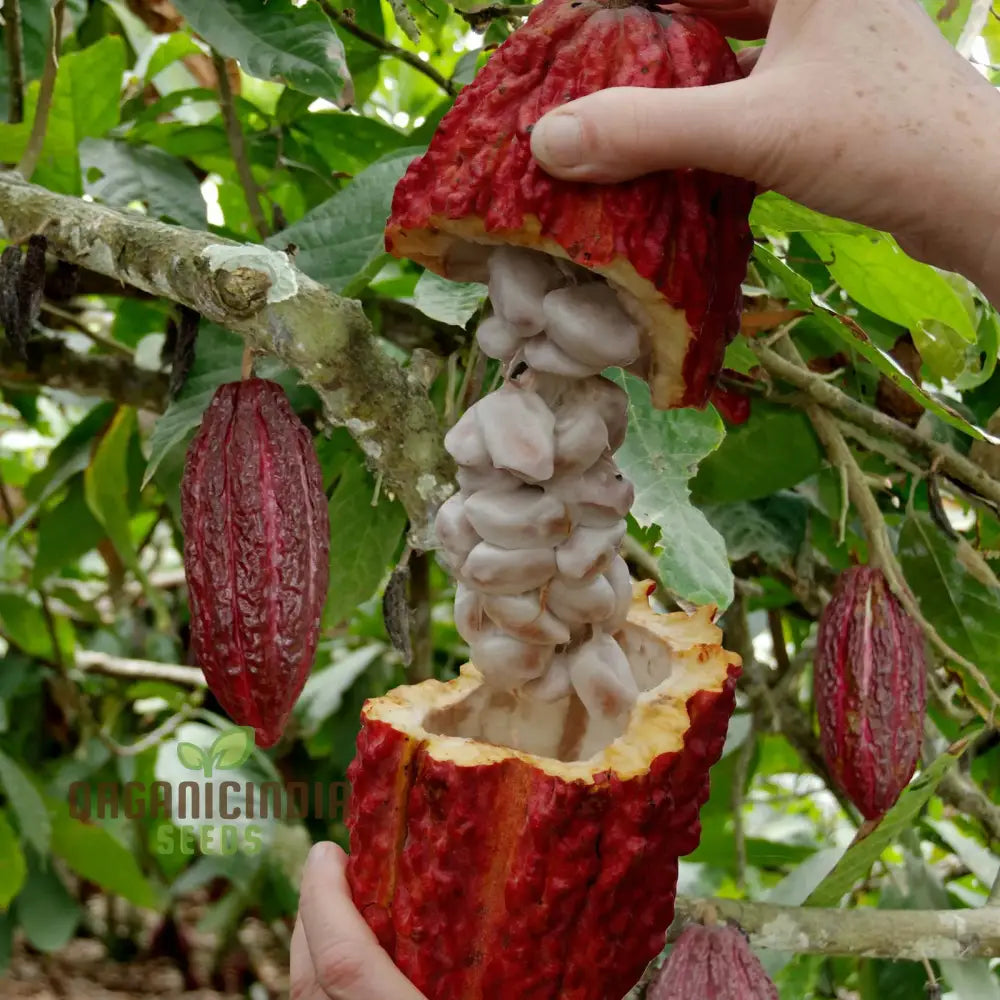 Cocoa Tree Seeds for Gardening Enthusiasts