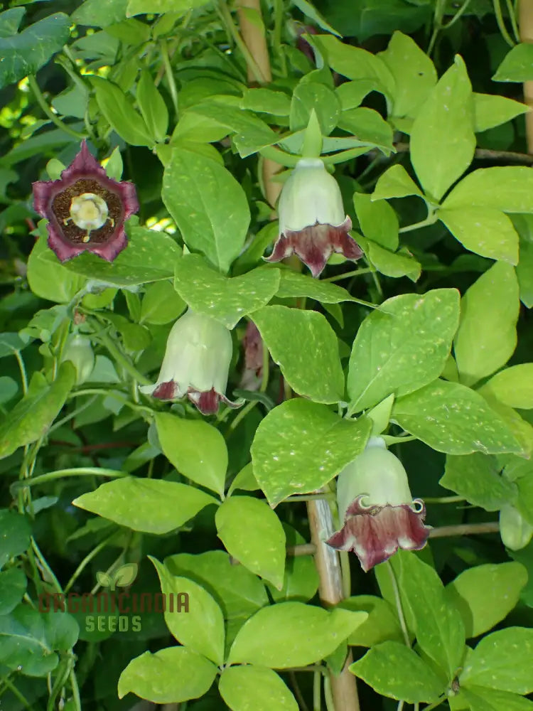 Codonopsis Bhutanica Flower Seeds For Planting Premium Quality Gardening Seeds