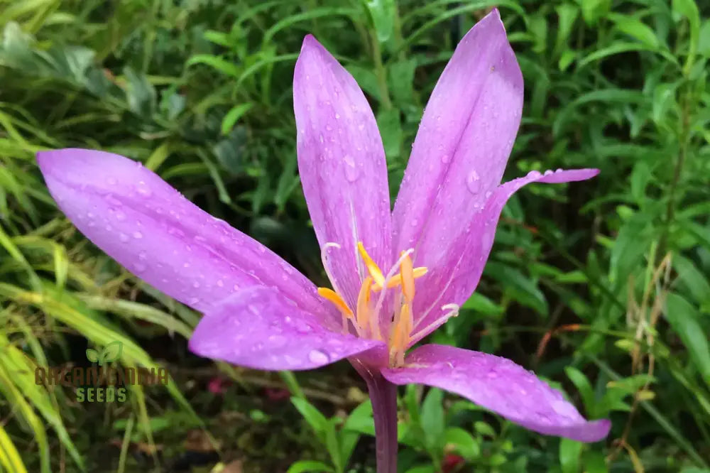 Colchicum Autumnale ’Lilac Wonder’ Flower Seeds For Planting Premium Quality Gardening Seeds