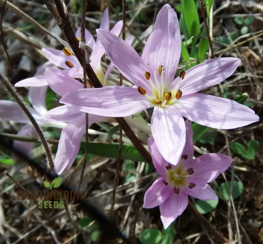 Colchicum Cupanii Flower Seeds For Planting Premium Quality Gardening Seeds