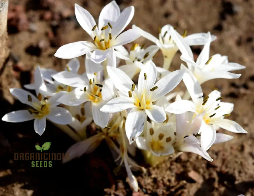 Colchicum Cupanii Flower Seeds For Planting Premium Quality Gardening Seeds