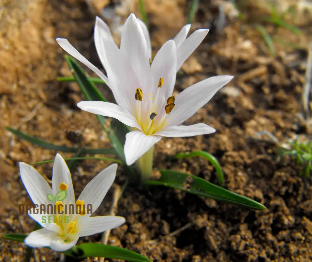 Colchicum Cupanii Flower Seeds For Planting Premium Quality Gardening Seeds