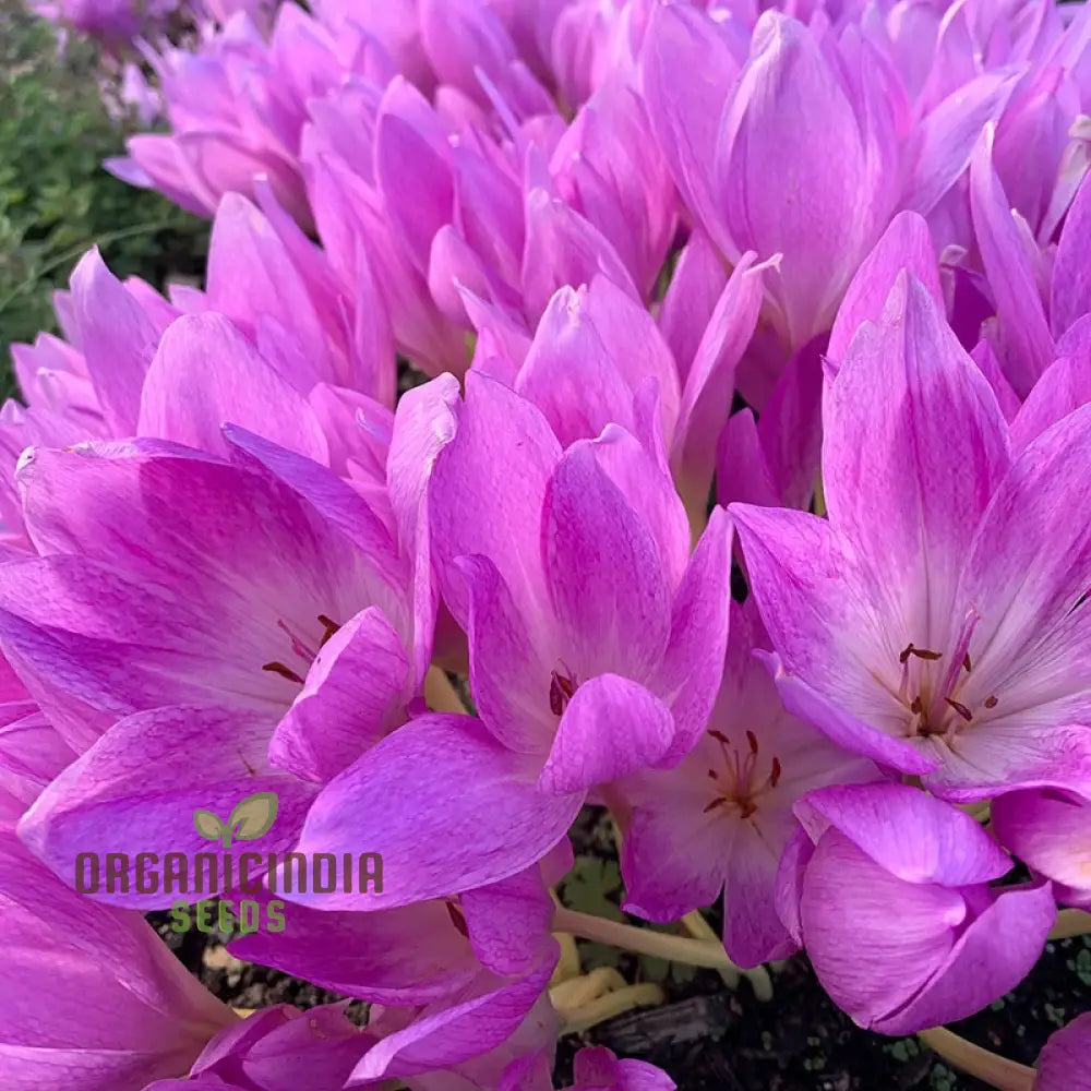 Colchicum Mixed Flower Seeds Vibrant Variety For Gardening Premium Garden Seeds