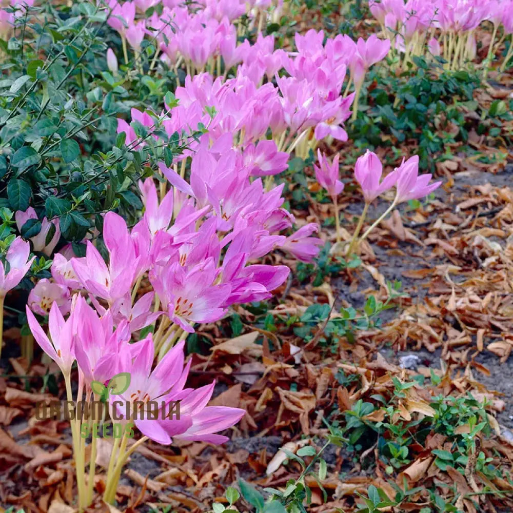 Colchicum Mixed Flower Seeds Vibrant Variety For Gardening Premium Garden Seeds