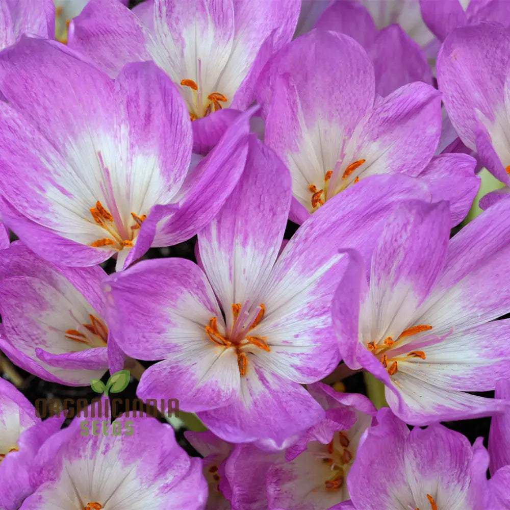 Colchicum Mixed Flower Seeds Vibrant Variety For Gardening Premium Garden Seeds