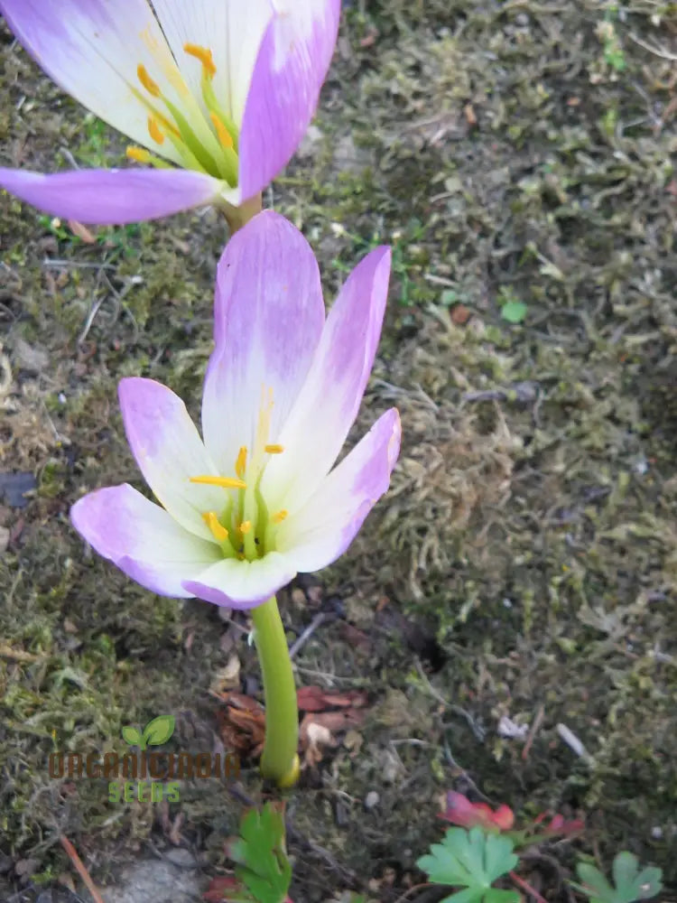 Colchicum Speciosum Bornmuelleri Flower Seeds For Planting Premium Quality Gardening Seeds