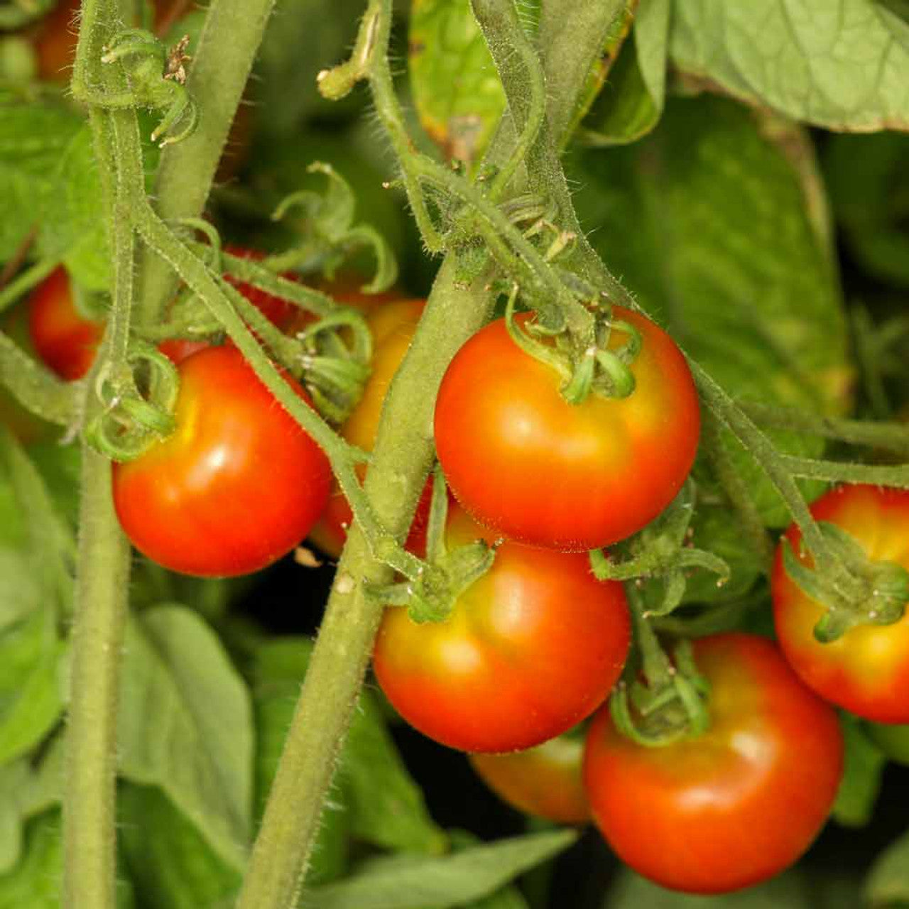 Cold Climates Tomato Seedling from Seeds, Fast-Growing Tomato Plant