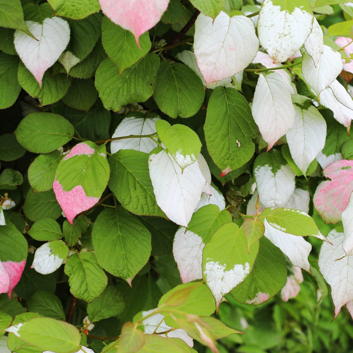 Non-GMO Arctic Kiwi plant for home garden cultivation