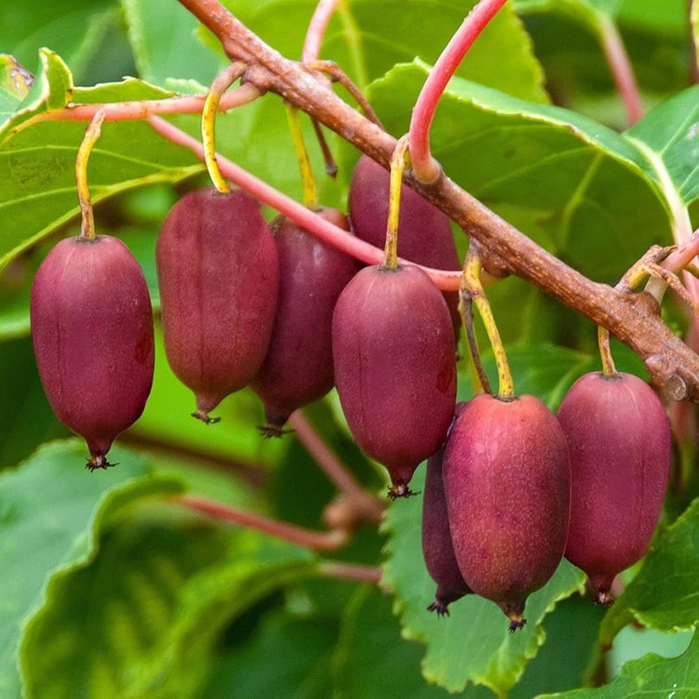 Cold Hardy Kiwi Plant in Outdoor Garden