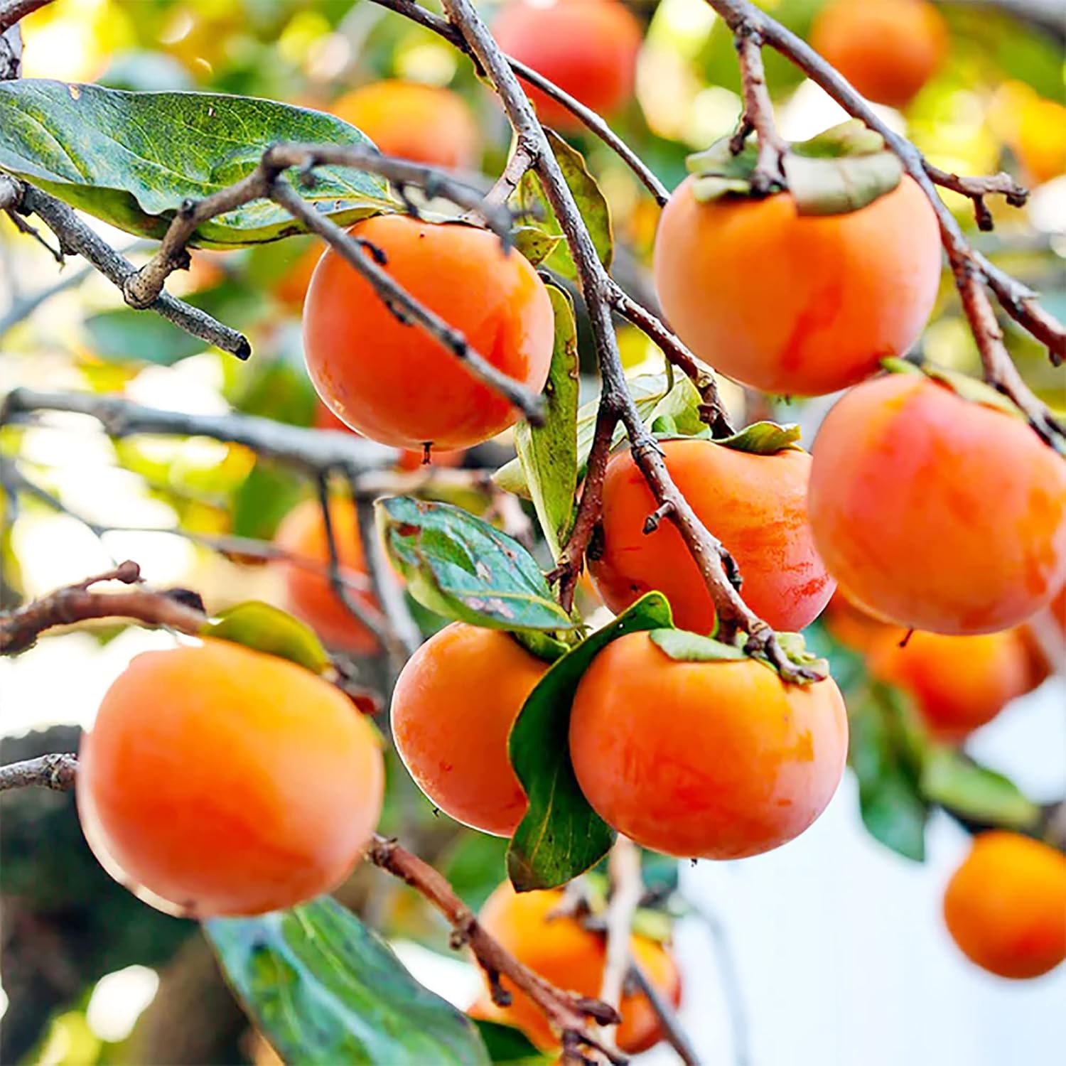 Cold hardy persimmon tree seeds for planting