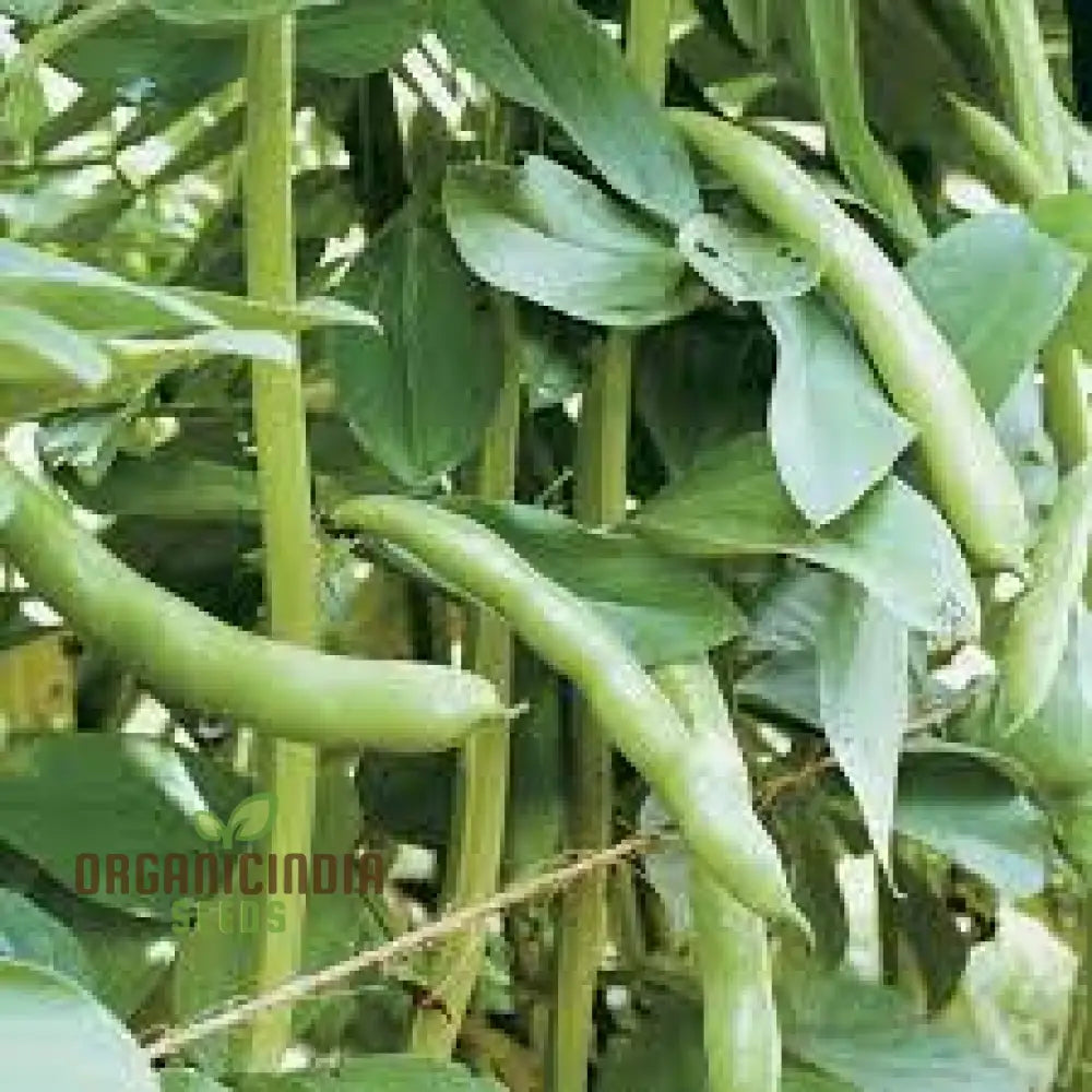 Mature Coles Dwarf Plant from Organic Seeds, Container Gardening Variety