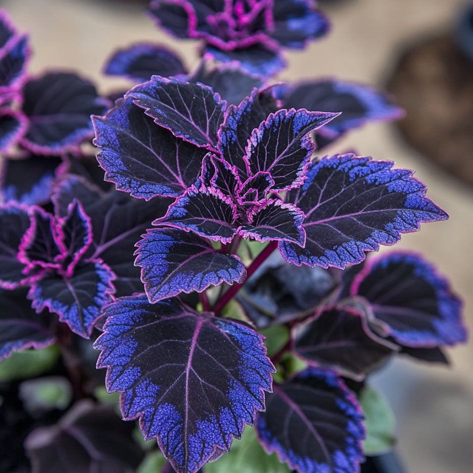 Coleus Black Blue seeds for planting