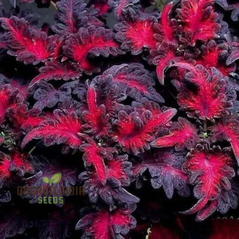 Coleus Black Dragon plant growing outdoors
