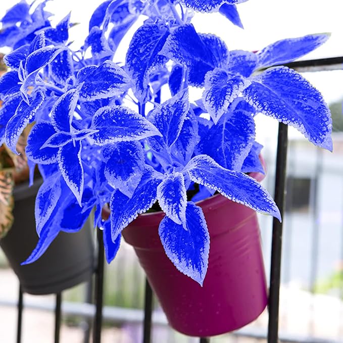 Blue White Coleus Growing in Garden Border with Bright Foliage