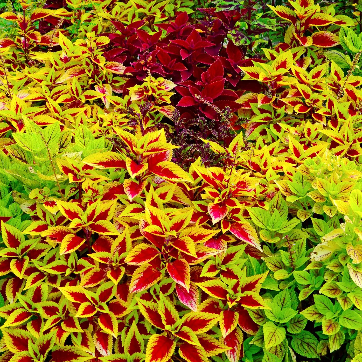 Colorful Coleus foliage grown from seeds for garden display