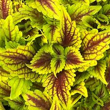 Coleus Golden Dreams Seeds with Bright Ornamental Leaf Patterns
