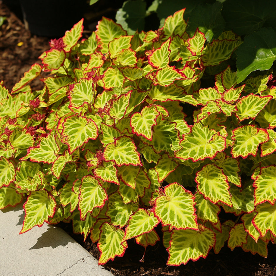 Coleus Golden Dreams Seeds for Ornamental Foliage and Garden Planting