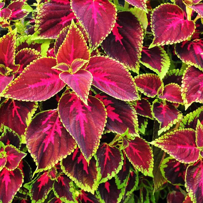 Mature Coleus Plant with Colorful Foliage from Seeds