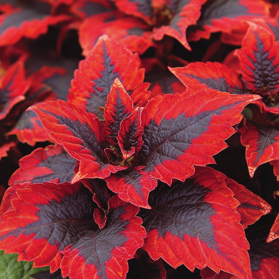 Coleus seeds red leaves with green edges