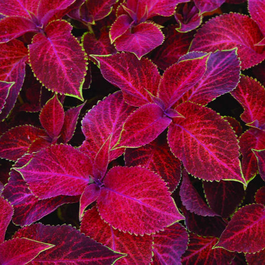 Deep Red Foliage of Coleus Wizard Velvet Red Plant