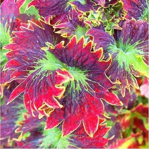 Coleus Seeds for Planting, Vibrant Foliage Garden Plant