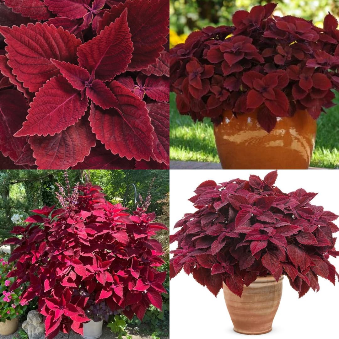 Coleus Wizard Velvet Red Growing in Container Pots