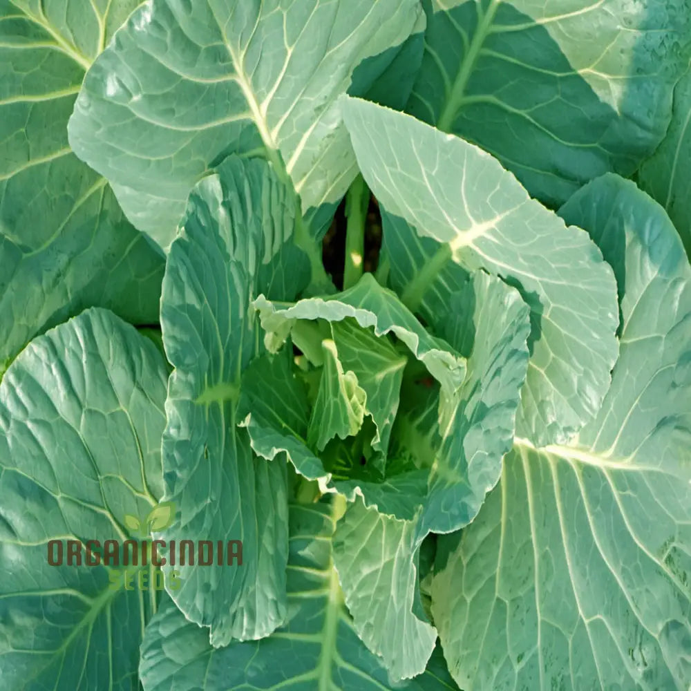 Fresh Collard Cabbage Leaves from Home Garden