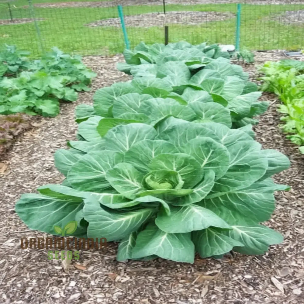 Mature Collard Cabbage Plant with Large Green Leaves