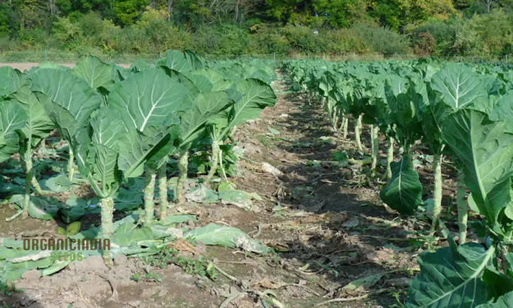 Harvested Collard Leaves from Seeds, Fresh and Nutritious Garden Produce